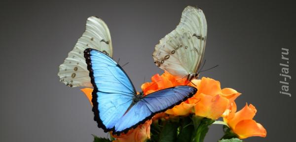 Живые тропические бабочки Зимой и Летом, Удивите ваших близких. Оренбургская область,  Оренбург