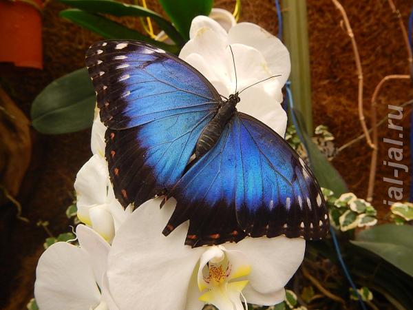 Живые тропические бабочки Зимой и Летом, Удивите ваших близких.  Москва