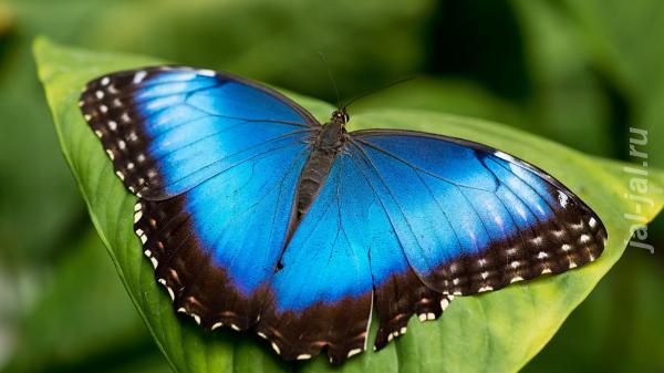 Живые тропические бабочки Зимой и Летом, Удивите ваших близких. Калужская область,  Калуга
