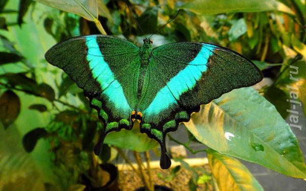 Живые тропические бабочки Зимой и Летом, Удивите ваших близких. Калужская область, Обнинск