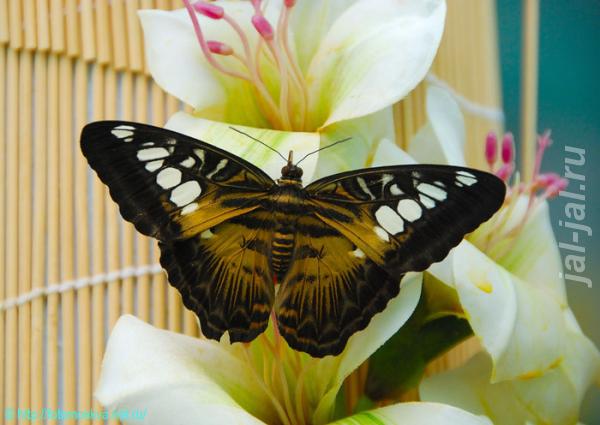 Живые тропические бабочки Зимой и Летом, Удивите ваших близких. Краснодарский край, Сочи