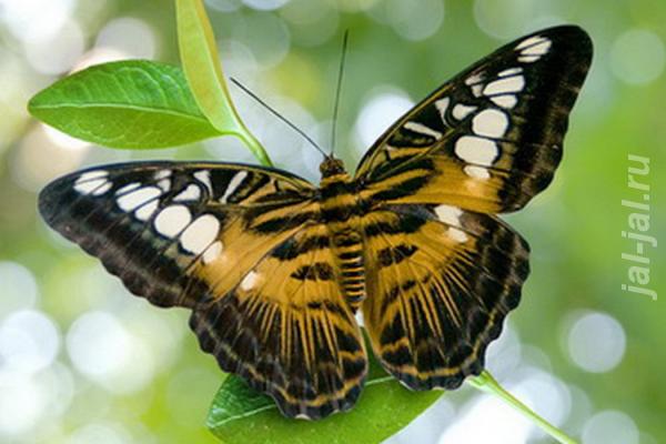 Живые тропические бабочки Зимой и Летом, Удивите ваших близких. Калужская область,  Калуга