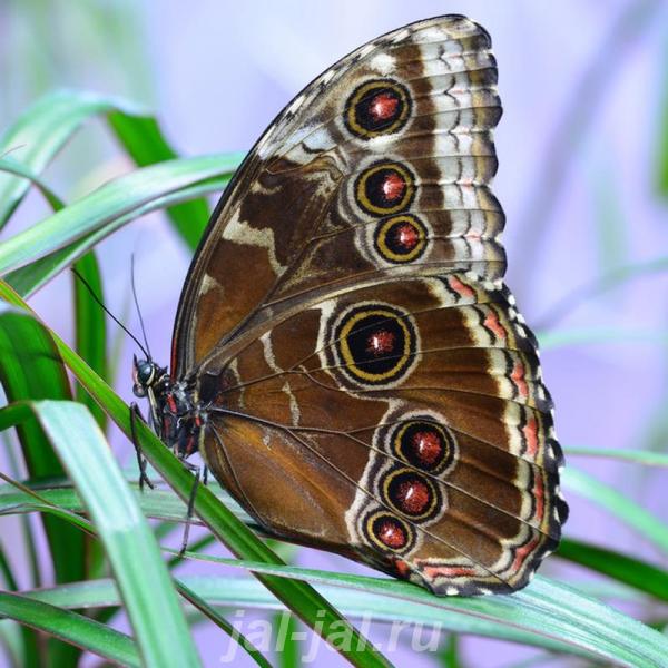 Живые тропические бабочки Зимой и Летом, Удивите ваших близких. Алтайский край,  Барнаул
