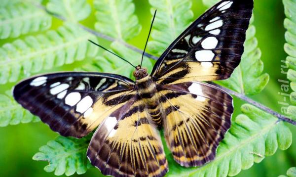 Живые тропические бабочки Зимой и Летом, Удивите ваших близких. Камчатский край,  Петропавловск-Камчатский